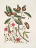 Anona foliis Laurinis Le Sappadillo Convolvulus feuilles panachées c - Mark Catesby — visning af kunstværket