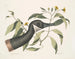 Oie du Canada Chrysanthemum c - Mark Catesby — visning af kunstværket