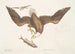 Aquila capite Albo L'Aigle à tête blanche Længden af ørnenes hoved - Mark Catesby — visning af kunstværket