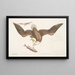 Aquila capite Albo L'Aigle à tête blanche Længden af ørnenes hoved - Mark Catesby — indrammet kunstværk på væggen