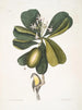 Tonnelle Jasmin floribus Les Sept Ans Pomme Parus Bahamensis Les Bahama Titmous - Mark Catesby — visning af kunstværket