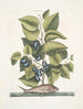 Arbor Populi c Harengus c Le Pilchard - Mark Catesby — visning af kunstværket