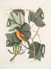 Arbor Tulipifera Le Tulipier Icterus L'Oiseau de Baltimore - Mark Catesby — visning af kunstværket