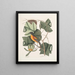 Arbor Tulipifera Le Tulipier Icterus L'Oiseau de Baltimore - Mark Catesby — indrammet kunstværk på væggen