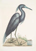 Ardea caerulea Le Héron bleu - Mark Catesby — visning af kunstværket