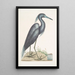 Ardea caerulea Le Héron bleu - Mark Catesby — indrammet kunstværk på væggen