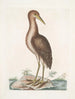 Ardea stellaris Le Butor brun - Mark Catesby — visning af kunstværket