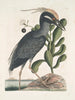 Ardea stellaris cristata Americana Le butor huppé Lobelia c - Mark Catesby — visning af kunstværket