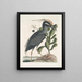 Ardea stellaris cristata Americana Le butor huppé Lobelia c - Mark Catesby — indrammet kunstværk på væggen