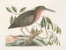 La petite butor étoilé - Mark Catesby — visning af kunstværket