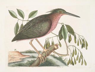 Mark Catesby - Ardea Stellaris minima The small Bittern Fracinus c.webp