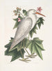 Ardea alba Den lille hvide hejre Ketmia c - Mark Catesby — visning af kunstværket