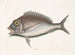 Le Porgy Aurata - Mark Catesby — visning af kunstværket