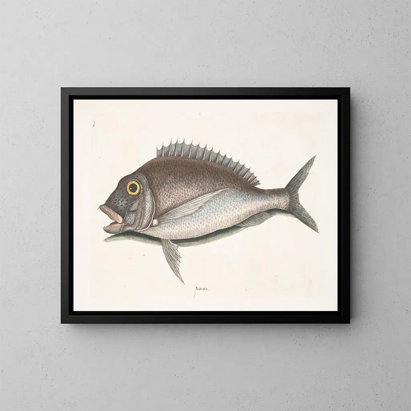 Le Porgy Aurata - Mark Catesby — indrammet kunstværk på væggen