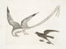 L'oiseau des tempêtes - Mark Catesby — visning af kunstværket