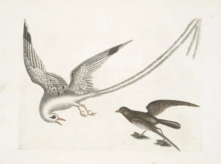 L'oiseau des tempêtes - Mark Catesby — visning af kunstværket