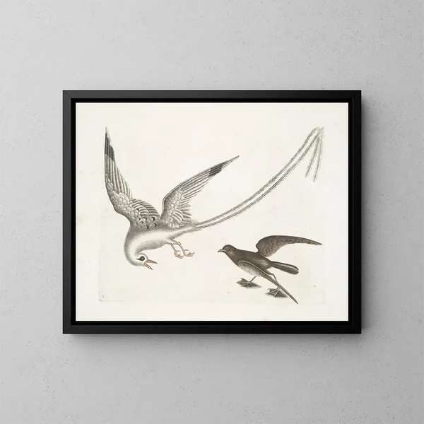 L'oiseau des tempêtes - Mark Catesby — indrammet kunstværk på væggen