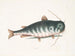 Le Poisson-chat - Mark Catesby — visning af kunstværket
