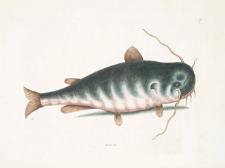 Le Poisson-chat - Mark Catesby — visning af kunstværket