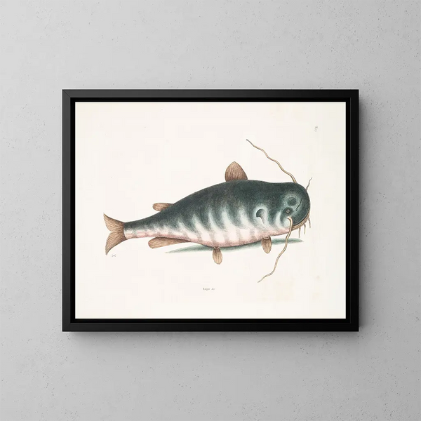 Le Poisson-chat - Mark Catesby — indrammet kunstværk på væggen