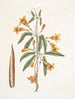 Bignonia Americana - Mark Catesby — visning af kunstværket