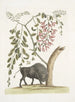 Bison d'Amérique Pseudo Acacia hispida à fleurs roses - Mark Catesby — visning af kunstværket