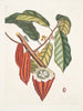 Cacao Arbor Le Cacao Tree - Mark Catesby — visning af kunstværket