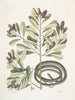 Calyculato c Winters Bark Slender Brown Snake La couleuvre ruban - Mark Catesby — visning af kunstværket
