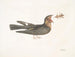 Le Chèvre-Feuille - Mark Catesby — visning af kunstværket