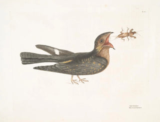 Le Chèvre-Feuille - Mark Catesby — visning af kunstværket
