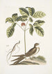 Caprimulgus minor Americanus L'engoulevent Aureliana Canadensis Le ginseng eller ninsin fra kineserne - Mark Catesby — visning af kunstværket