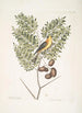 Carduelis Americanus Den amerikanske korsnæb Acacia abruoe blade c Acacia - Mark Catesby — visning af kunstværket
