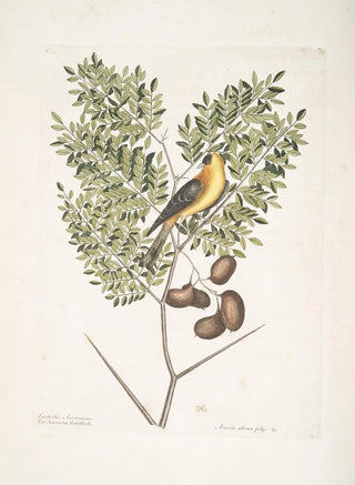 Mark Catesby - Carduelis Americanus The American Goldfinch Acacia abruoe foliis c Acacia.webp