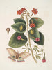 Caryophyllus spurius inodorus c Convolvulus minor Pentaphyllos c Phalna intens Den store sommerfugl - Mark Catesby — visning af kunstværket