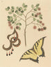 Kattekløer Mimosa circinalis - Mark Catesby — visning af kunstværket