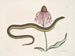Cécilia Maculata, le serpent de verre, chrysanthème - Mark Catesby — visning af kunstværket