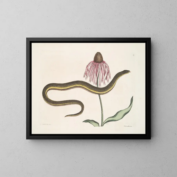 Cécilia Maculata, le serpent de verre, chrysanthème - Mark Catesby — indrammet kunstværk på væggen