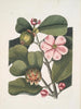 Cenchramidea Arbor saxis nascens c Balsam Tree - Mark Catesby — visning af kunstværket