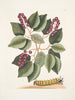 Cerasus c Pigeon Plum Eruca maxima hornuta La chenille à grandes cornes - Mark Catesby — visning af kunstværket