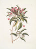 Chamdaphne foliis Tini - Mark Catesby — visning af kunstværket