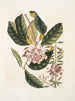 Rhododendron, chamdaphne sempervirens - Mark Catesby — visning af kunstværket