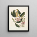 Rhododendron, chamdaphne sempervirens - Mark Catesby — indrammet kunstværk på væggen