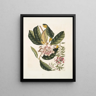 Mark Catesby - Chamrhododendros c Chamdaphne semper virens c.webp