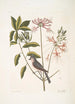 Cistus flore Periclymini Le chèvrefeuille dressé Parus cristatus La mésange huppée - Mark Catesby — visning af kunstværket