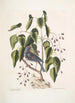 Coccothraustes purpurea Le gros-bec pourpré Toxicodendron foliis alatis c Maleri Det giftige træ - Mark Catesby — visning af kunstværket