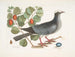 Pigeon couronné blanc Plumier à feuilles de prunier - Mark Catesby — visning af kunstværket