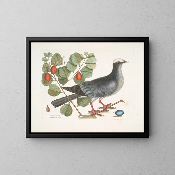 Pigeon couronné blanc Plumier à feuilles de prunier - Mark Catesby — indrammet kunstværk på væggen