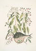 Cornus c An Phaseolus c Orbis lvis variegatus Den kuglefisk - Mark Catesby — visning af kunstværket