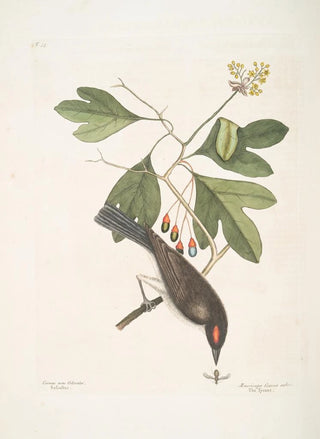 Mark Catesby - Cornus mas Odorata Sassasras Muscicapa Corona rubra TheTyrant.webp