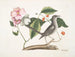 Mark Catesby — visning af kunstværket